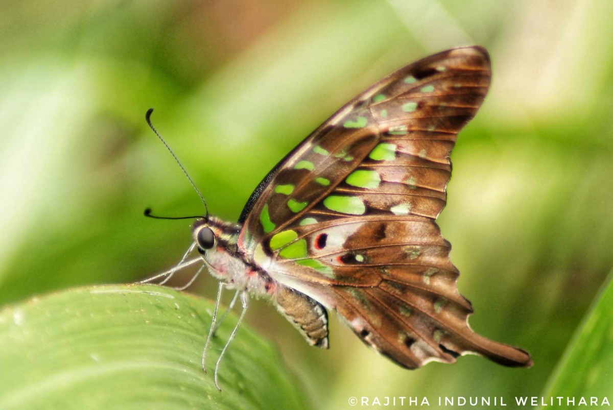 Graphium agamemnon Linnaeus, 1758